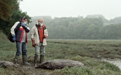 Cinéma : Les Algues vertes